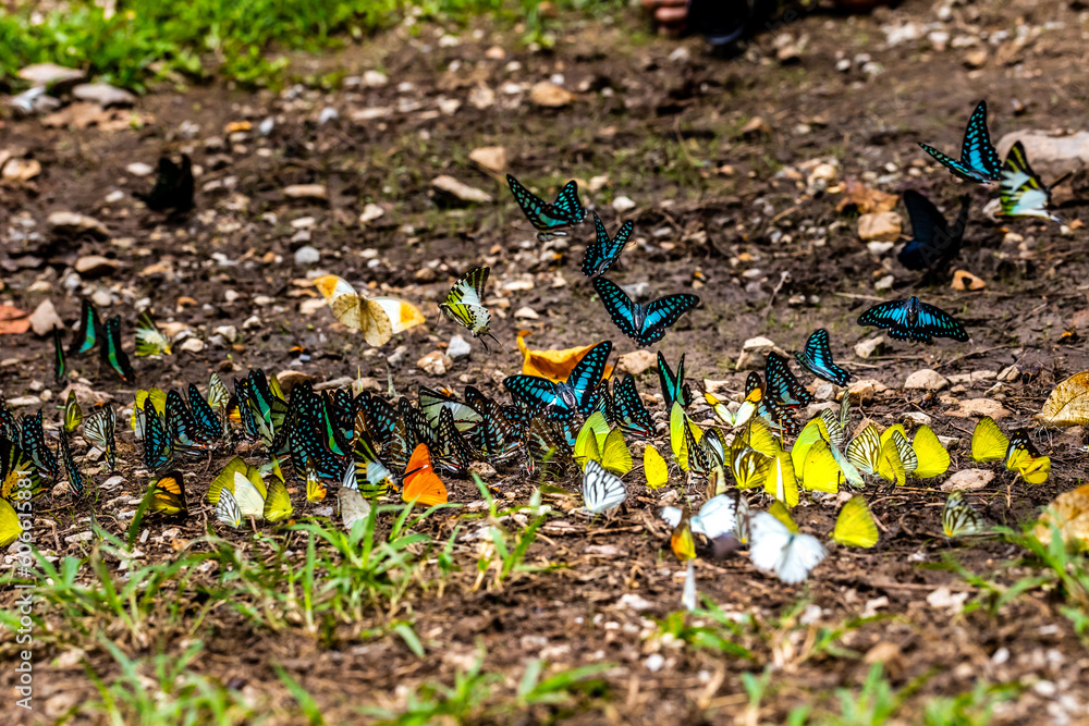 Obraz premium Group of butterflies puddling on the ground and flying in nature, Thailand Butterflies swarm eats minerals in Ban Krang Camp, Kaeng Krachan National Park at Thailand Many butterfly species