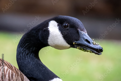Closeup of the head of a Canada Goose (Branta canadensis) while dabbling in the grass at the park. Raleigh, North Carolina.