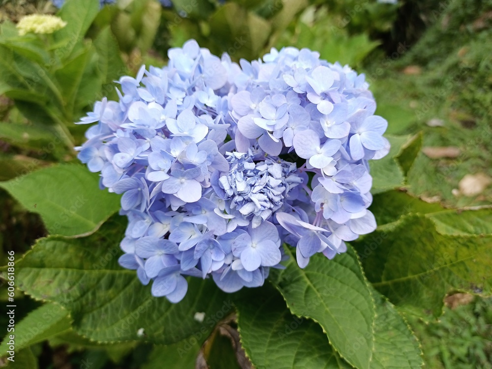 French Hydrangea Blue Ornamental Plant. Selective Focus. French Hydrangea Blue Ornamental Plant. Selective Focus.