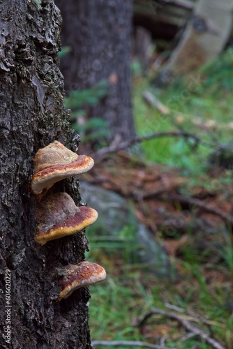 Fotografía Shelf Mushrooms, Fairy Mushrooms, growing on the trunk of a tree.