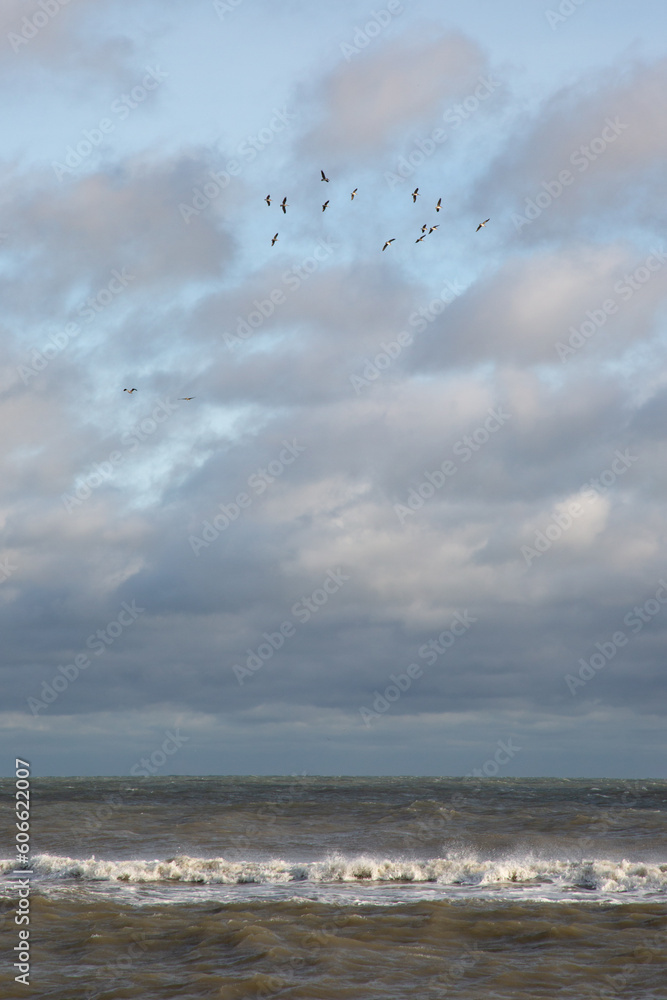 Pelicans circling over muddy surf waves under a cloudy sky after a storm
