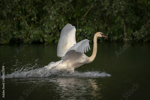 Mute Swan  Cygnus olor  landing on the water in the Netherlands. Water splashing all around. Wide spread wings.                                                                                         