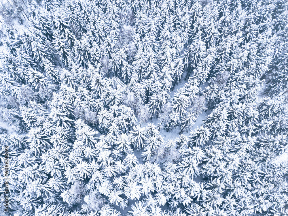 Aerial. Trees and snow in a winter forest. Nature background top view from drone Aerial. Trees and snow in a winter forest. Nature background top view from drone