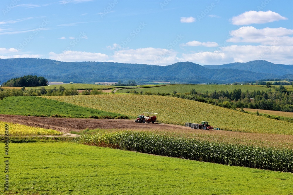 Obraz premium 富良野