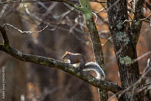 Brown and gray squirl sitting on a tree branch