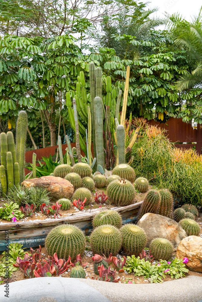 Various cacti prickly pears growing in the garden Various cacti prickly pears growing in the garden