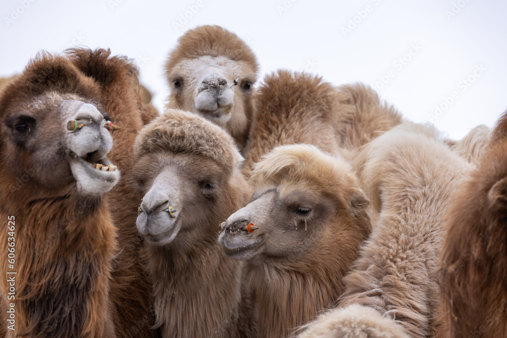 The two-humped Bactrian camel (Camelus bactrianus) is the most common species of camel found in Mongolia, and it is well-suited to the harsh climate and terrain of the Gobi desert.