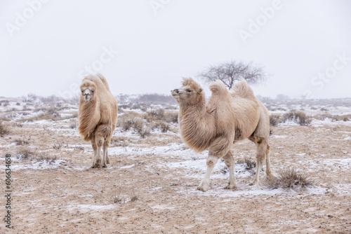 The two-humped Bactrian camel  Camelus bactrianus  is the most common species of camel found in Mongolia  and it is well-suited to the harsh climate and terrain of the Gobi desert.