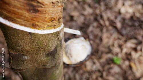 Spiral Incision On A Rubber Tree photo