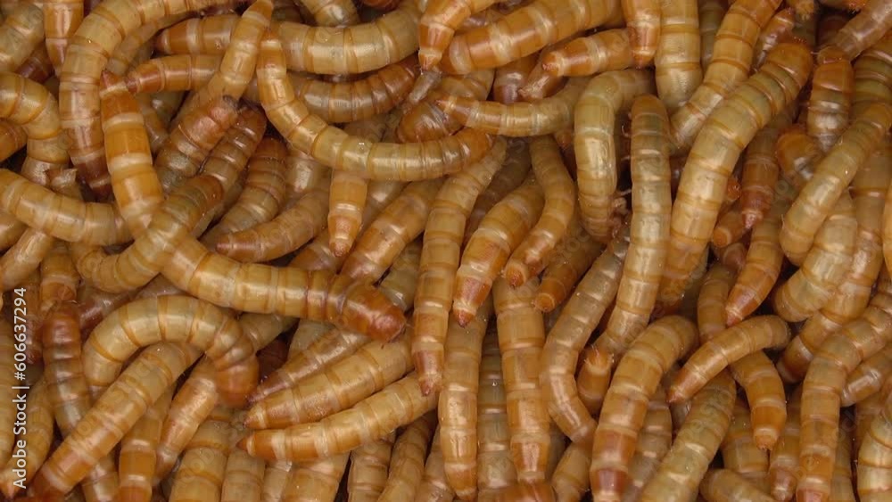Close-up group of mealworms in a farm Close-up group of mealworms in a farm