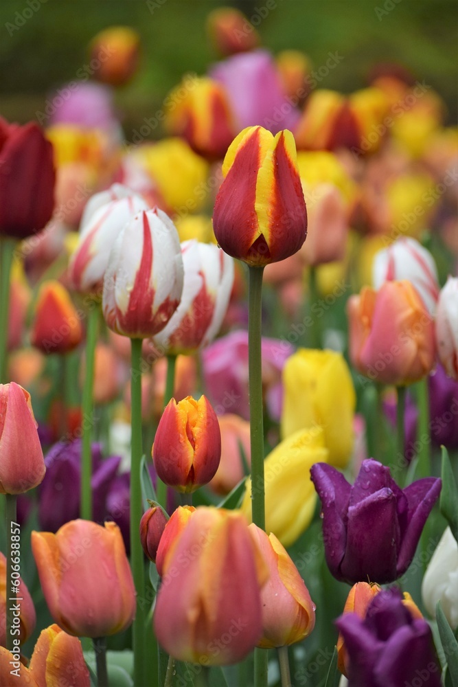 Fototapeta premium Field of Tulips