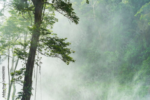 Mist rising through green trees in a rainforest at Dambri Falls in Vietnam photo
