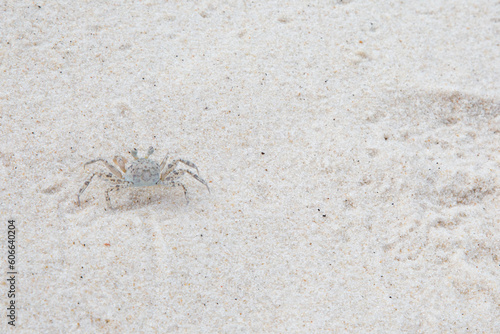 Close view of white and black immature ghost crab on white sand beach