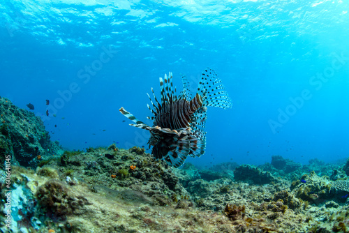 Lionfish in the crystal-clear water  Australia
