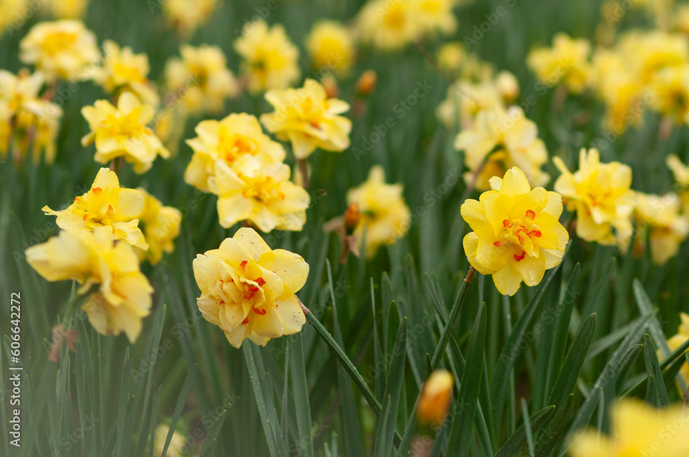 daffodils in spring daffodils in spring