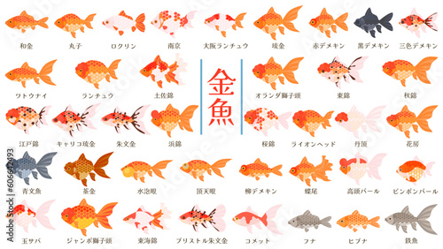 金魚の品種39種類のイラストセット。フラットなベクターイラスト。Illustration set of 39 types goldfish. Flat designed vector illustration.