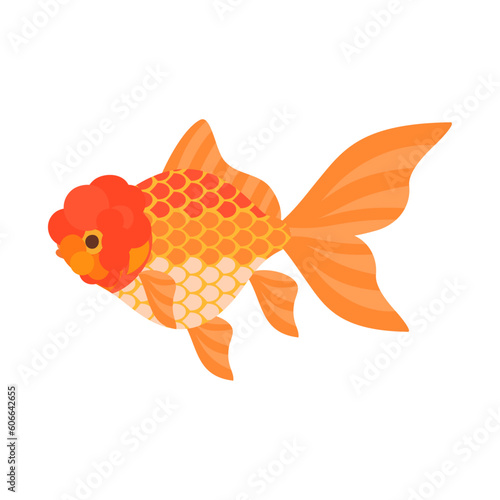 金魚（オランダ獅子頭）。フラットなベクターイラスト。
Oranda goldfish. Flat designed vector illustration.