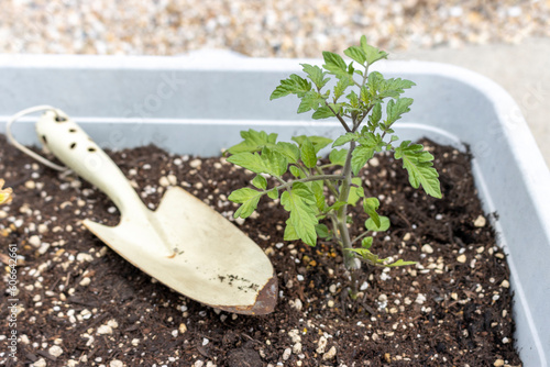 プランターに植えたミニトマトの苗一つとスコップ