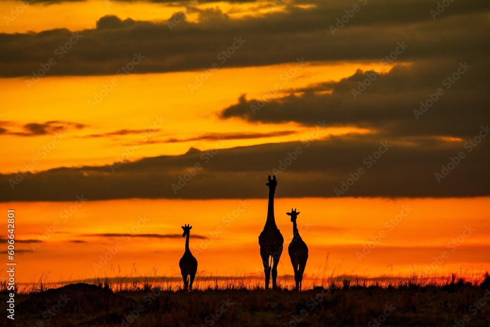 giraffe at sunrise giraffe at sunrise
