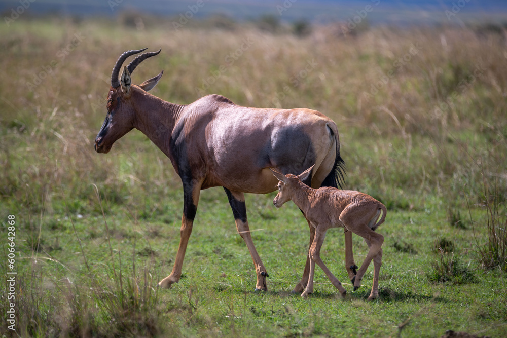 antelope in the wild antelope in the wild