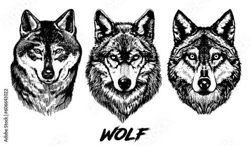 Set of wolves head vector illustration. Wolf drawing in engraving style. Wolf vintage drawing. Wolves hand drawn black and white vector illustration isolated on white background