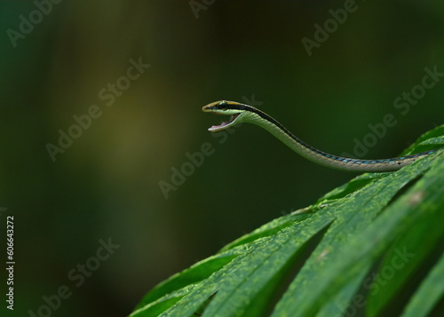 Ashok's bronzeback tree snake photo