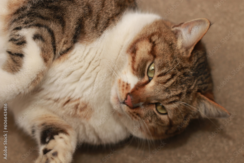 cat on the floor cat on the floor