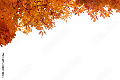 Fototapeta Digital png illustration of tree with autumn leaves on transparent background