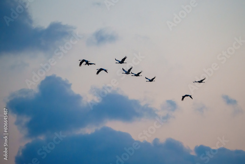 Canvas Print flock of birds