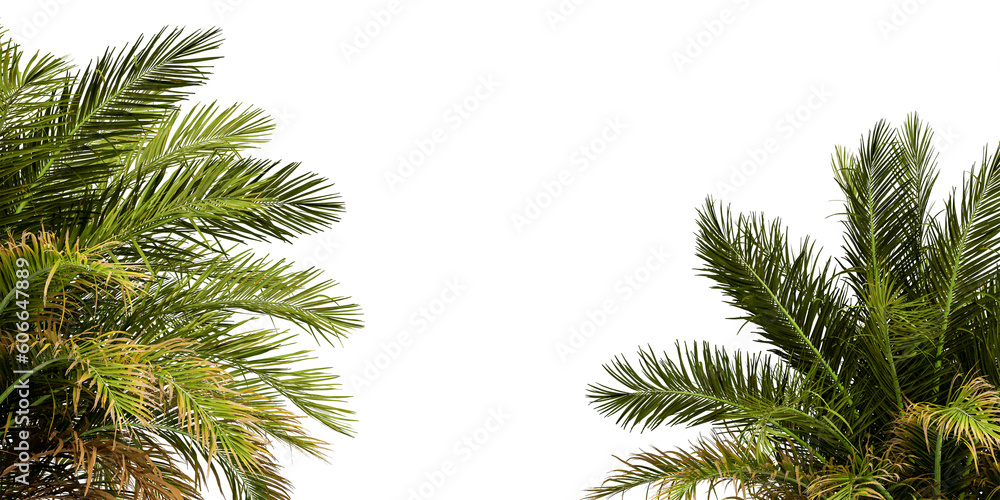 palm tree leaves in 3d rendering isolated on white background