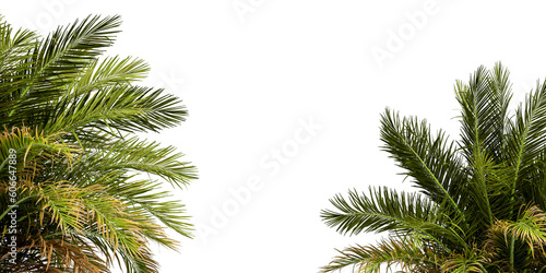 palm tree leaves in 3d rendering isolated on white background