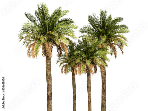 Front view palm tree isolated on white photo
