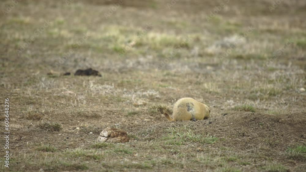 Prairie dog next to bison dung feeds warily in spring breeze Prairie dog next to bison dung feeds warily in spring breeze