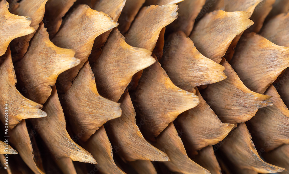 Pine cone. Close up. Beautiful abstract natural background.