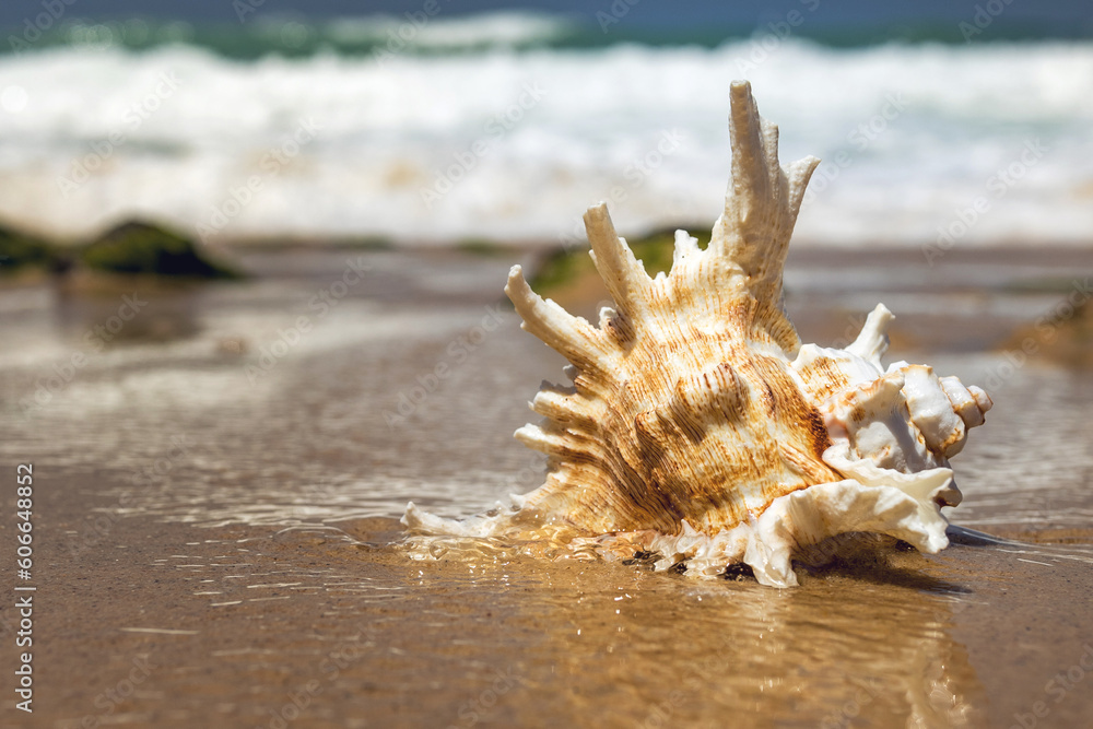 elegant seashell on the sea beach elegant seashell on the sea beach