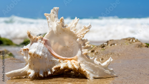 elegant seashell on sea spray