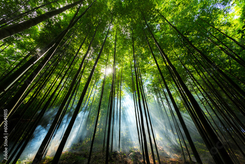 bamboo forest in Vietnam