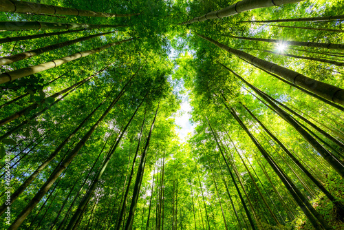 bamboo forest in Vietnam © cristaltran