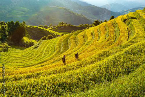 terraces rice fields in vietnam photo