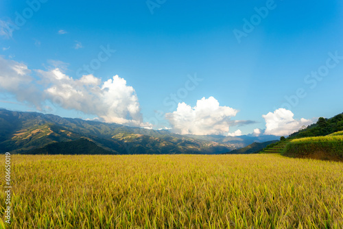 terraces rice fields in vietnam