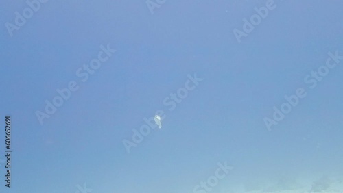 diving and small fish diodon hystrix in red sea photo