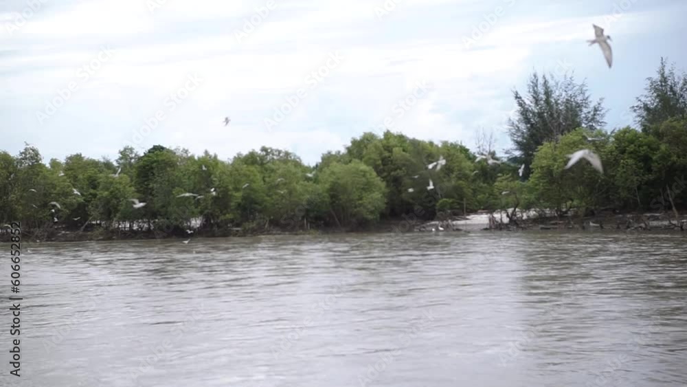 birds flying on the edge of the mangrove beach birds flying on the edge of the mangrove beach
