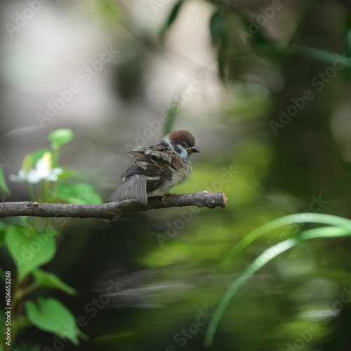 eurasian tree sparrow in a forest