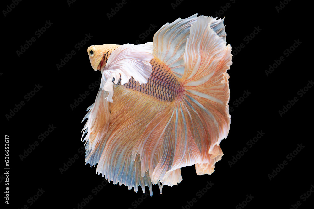 With each graceful motion the bright betta fish seems to dance through the water its vibrant colors shimmering against the dark backdrop. With each graceful motion the bright betta fish seems to dance through the water its vibrant colors shimmering against the dark backdrop.