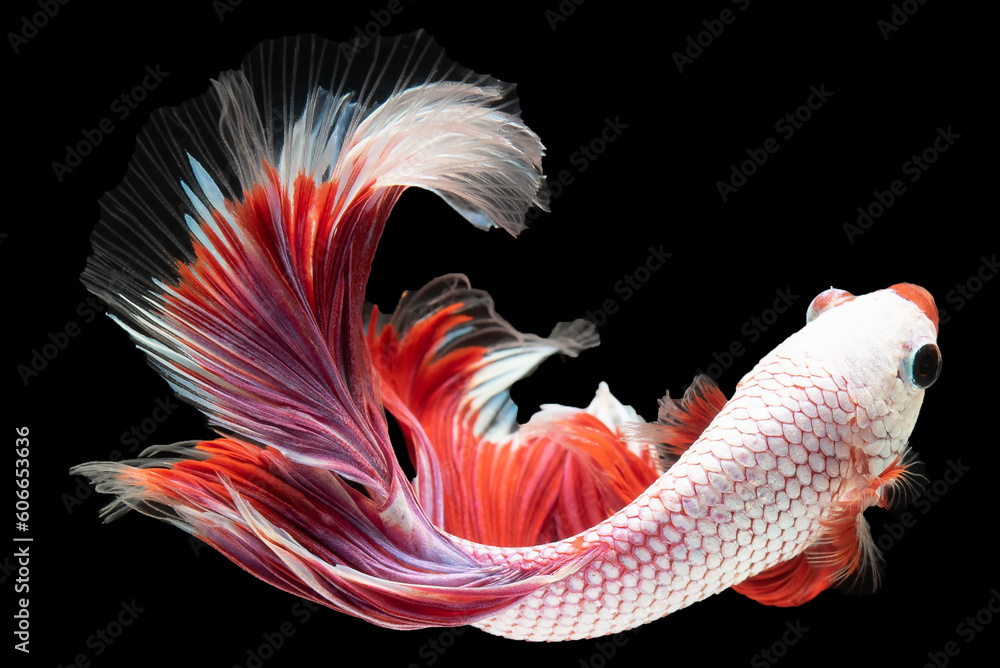 Φωτογραφία Each fluid motion of the white betta fish red tail exudes a sense of poise and tranquility admire the beauty of its graceful swimming
