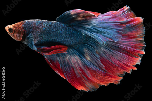 The stunning blue betta fish with a red tail moves with incredible grace captivating its elegant swimming patterns.