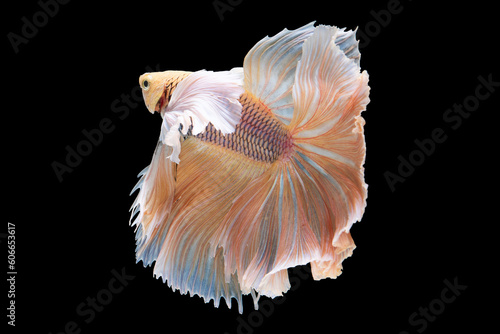 With each graceful motion the bright betta fish seems to dance through the water its vibrant colors shimmering against the dark backdrop.