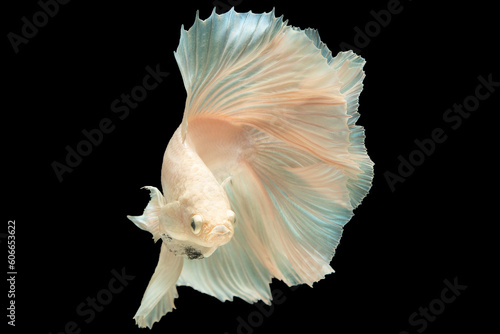 This enchanting image captures the allure of the white betta fish as it gracefully navigates its aquatic domain showcasing the breathtaking beauty of nature's aquatic wonders. © DSM
