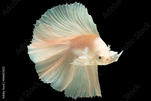 Against a captivating background, the white betta fish stands out its ethereal appearance and gentle movements creating a visual spectacle. © DSM