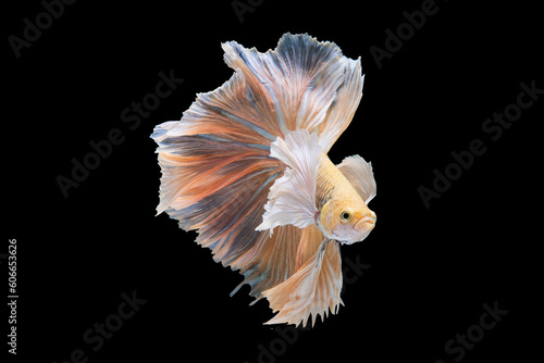 The stark black background enhances the brilliance of the betta fish's colors allowing its beauty to take center stage in a captivating display of aquatic elegance. © DSM